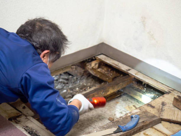 Best Commercial Mold Removal  in Burlington, OH
