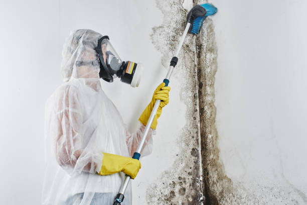 Best Certified Mold Removal  in Burlington, OH