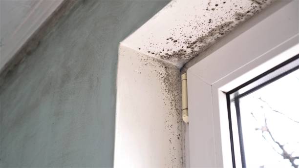 Best Best Mold Removal Companies  in Burlington, OH