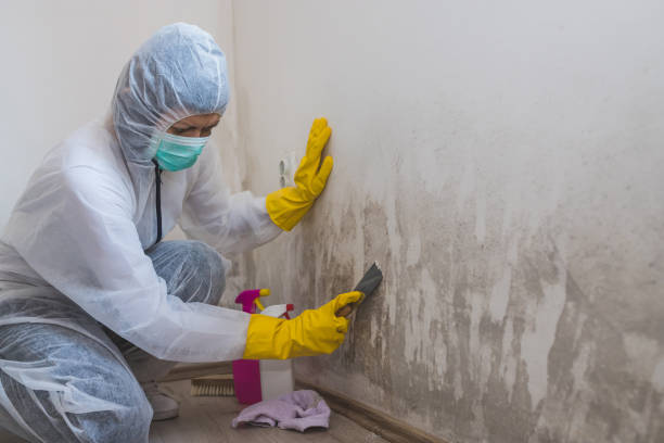 Best Mold Cleaning Services  in Burlington, OH