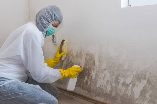 Attic Mold Removal in Burlington, OH