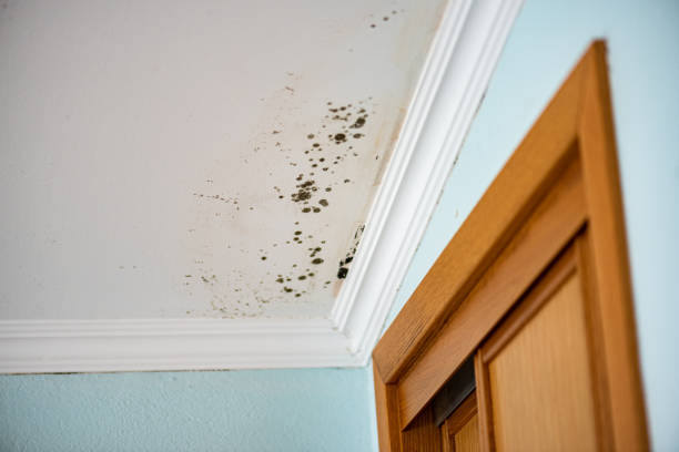Crawl Space Mold Removal in Burlington, OH