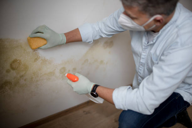 Best Mold Remediation Services  in Burlington, OH