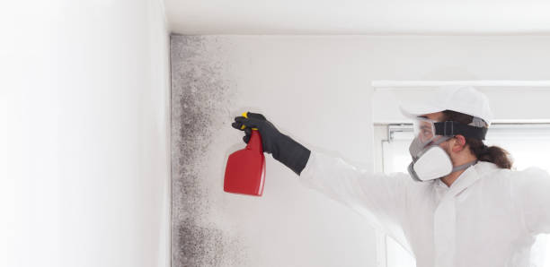 Reliable Burlington, OH Mold Removal Solutions