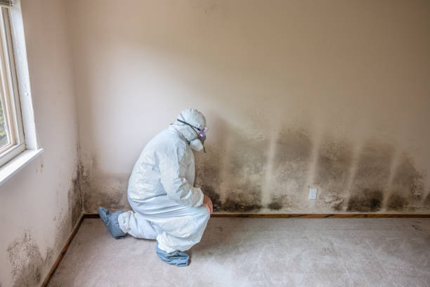 Best Mold Testing  in Burlington, OH