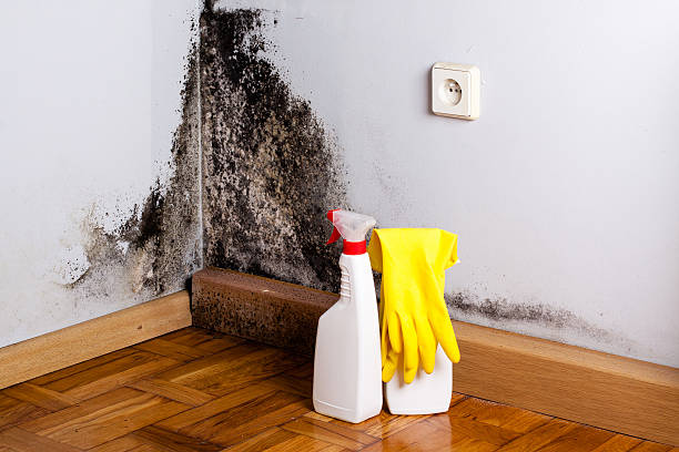 Trusted Burlington, OH Mold Removal Experts
