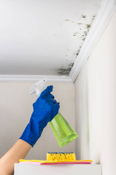 Mold Removal and Inspection in Burlington, OH