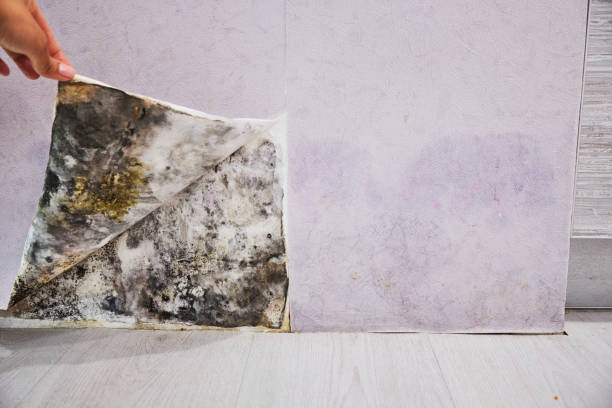 Best Mold Remediation  in Burlington, OH
